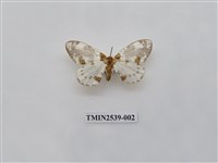 藏品(尺蛾24)的圖片